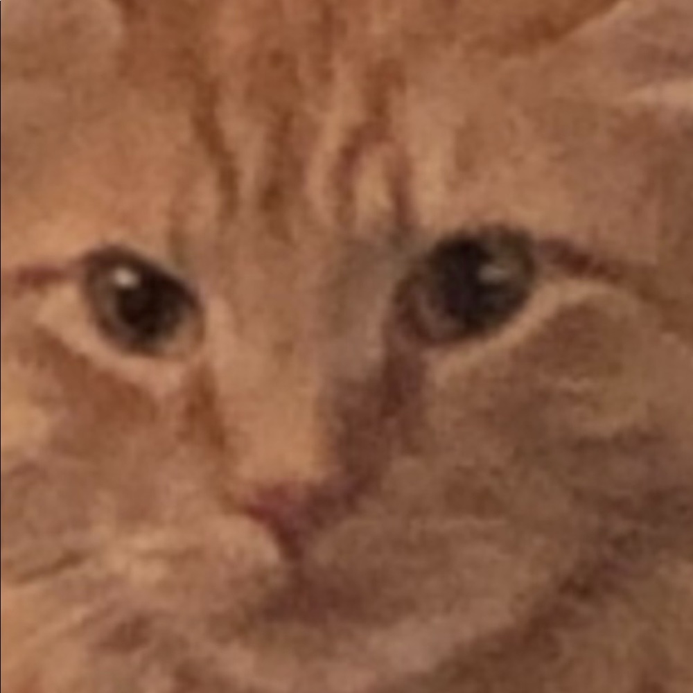 Meet your Posher, Lycia